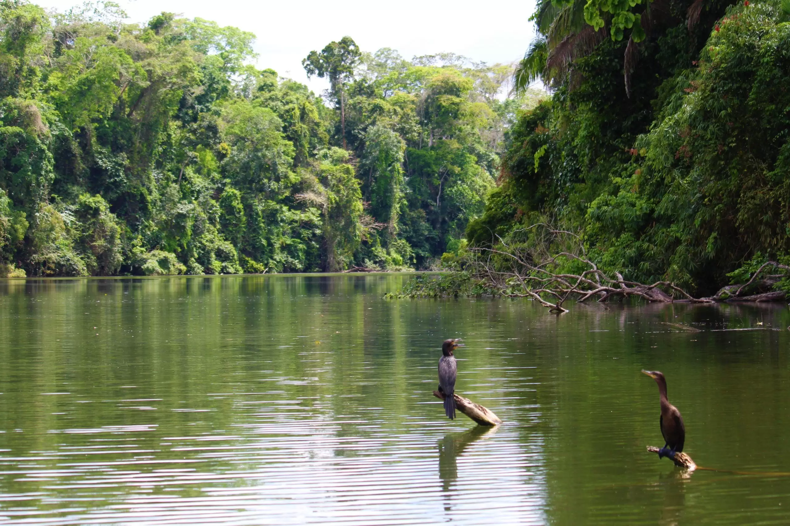 Importance of Rivers, Animals, Trees, and Mountains in Hindu Life — Culture